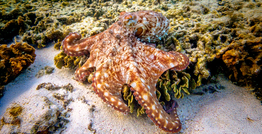 Octopus on coral reef at Great Barrier Reef, Australia.