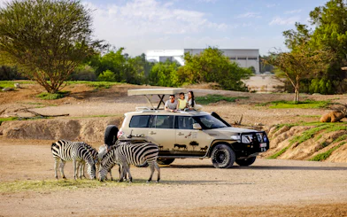 Safari vehicle with tourists observing zebras at Al Ain Zoo.