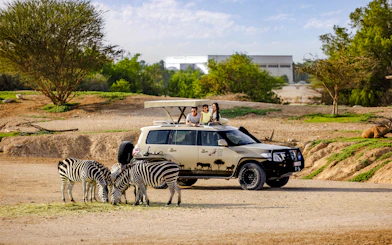 Safari vehicle with tourists observing zebras at Al Ain Zoo.