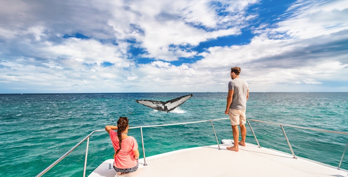 Golfo Aranci Dolphin Watching