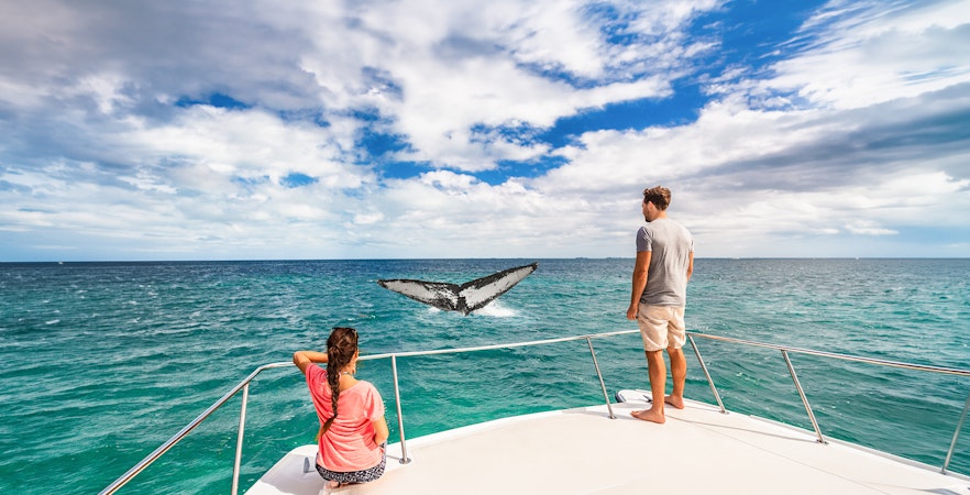 Golfo Aranci Whale Watching