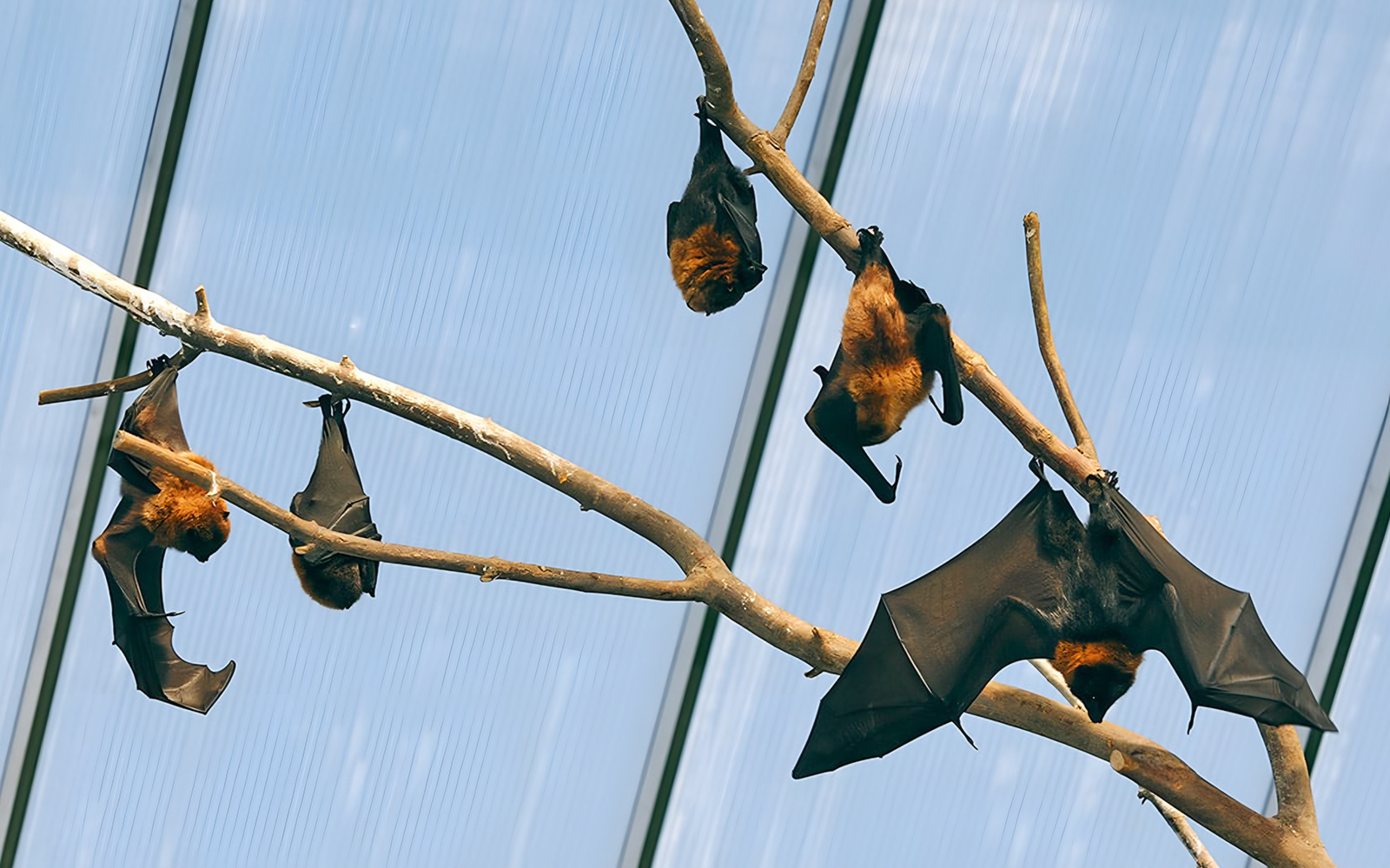 Rainforest House at Cologne Zoo