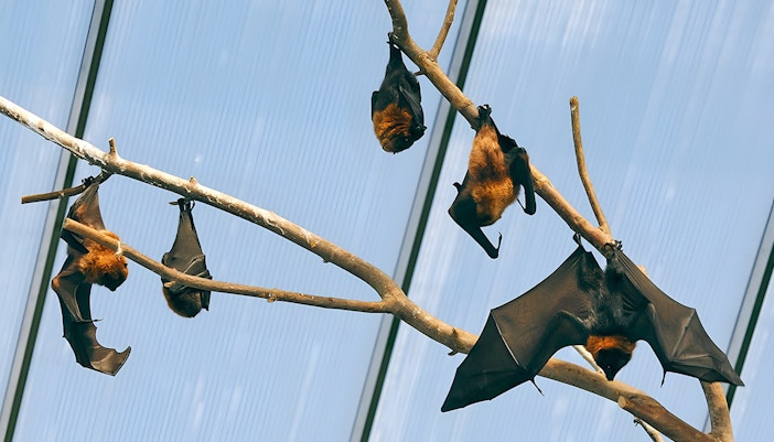 Rainforest House at Cologne Zoo