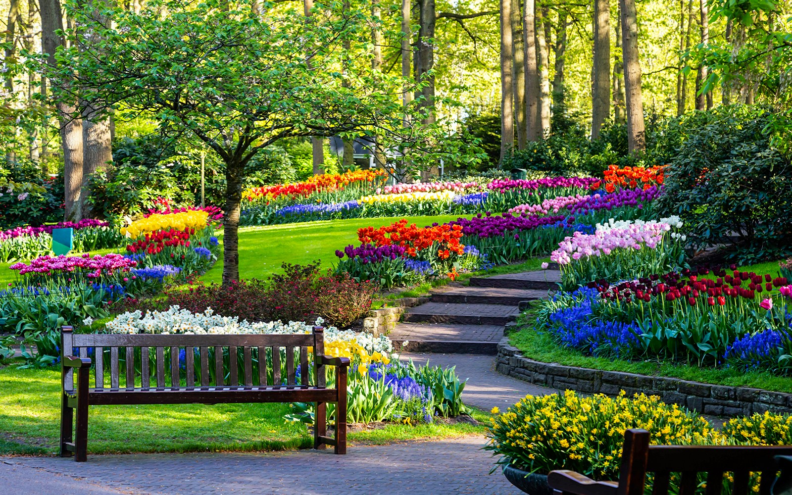Keukenhof Flower Garden tulip bloom with vibrant colors and canal view in Amsterdam.
