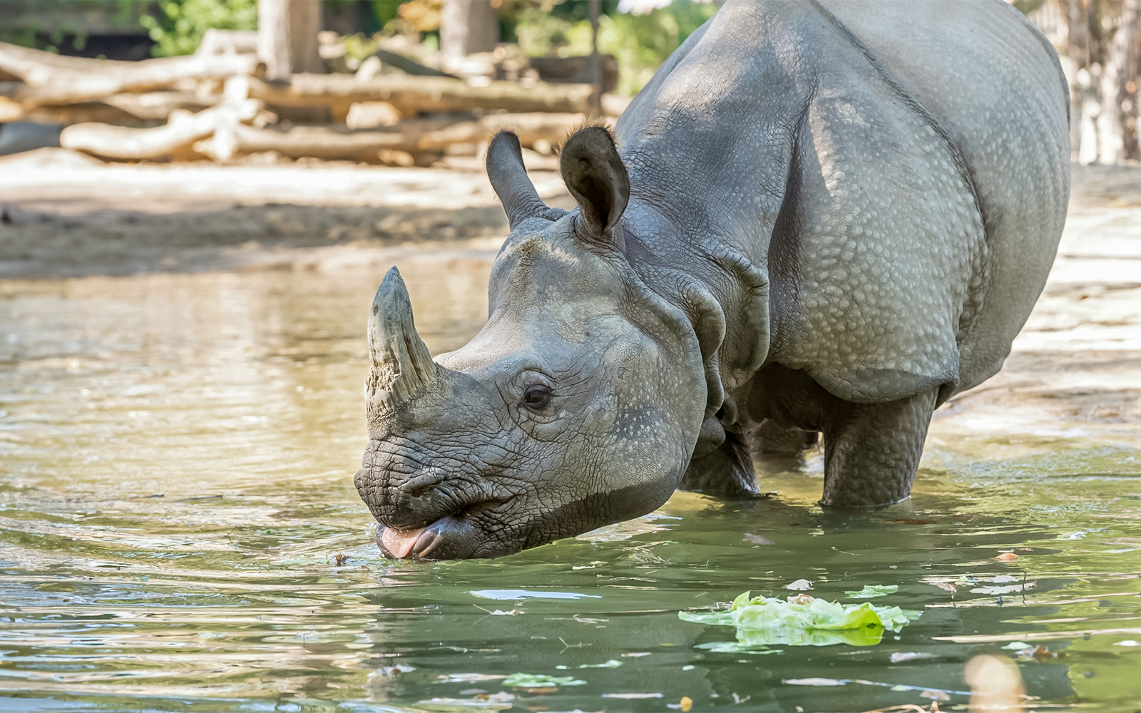 Indian one-horned rhinoceros