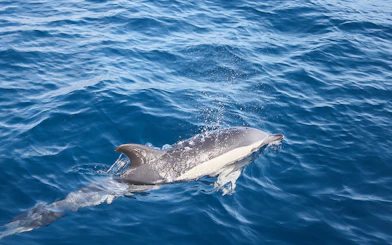 Dolphin swimming near a boat in Lanzarote waters.