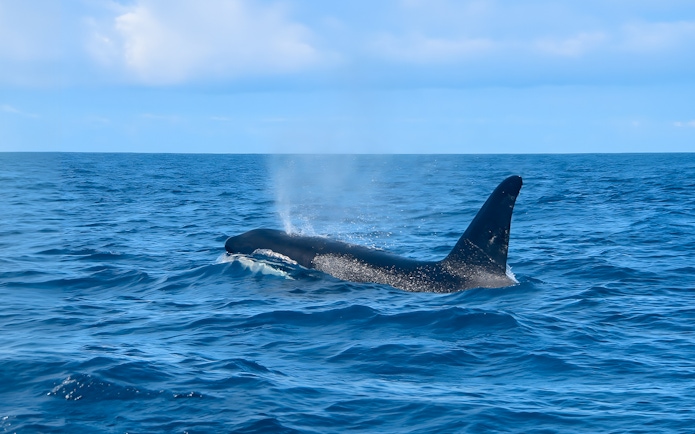 Whale surfacing during Dolphin & Whale Watching Cruise with Glass Bottom Viewing.