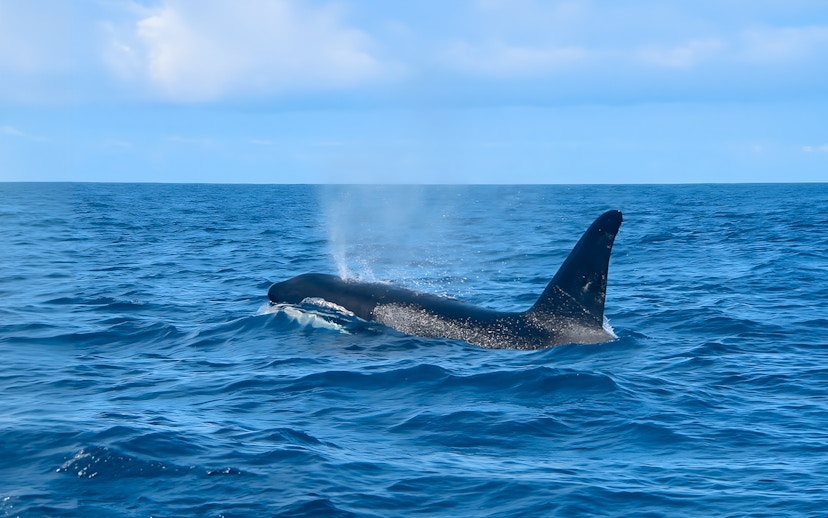 Whale surfacing during Dolphin & Whale Watching Cruise with Glass Bottom Viewing.