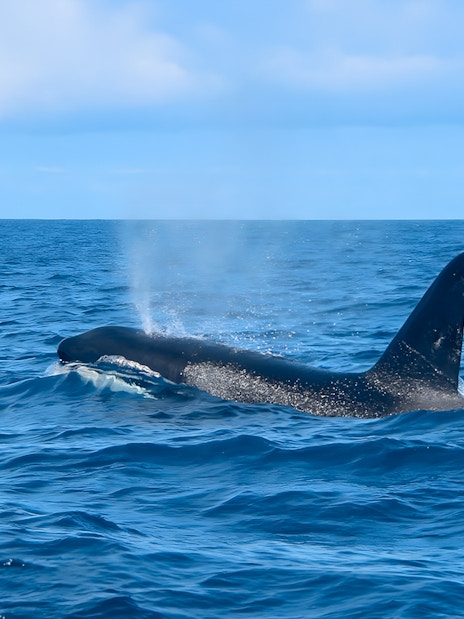 Whale surfacing during Dolphin & Whale Watching Cruise with Glass Bottom Viewing.
