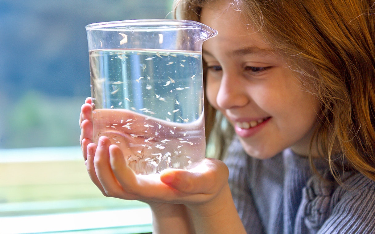 Child observing small marine creatures in a beaker during SEA LIFE London tour.
