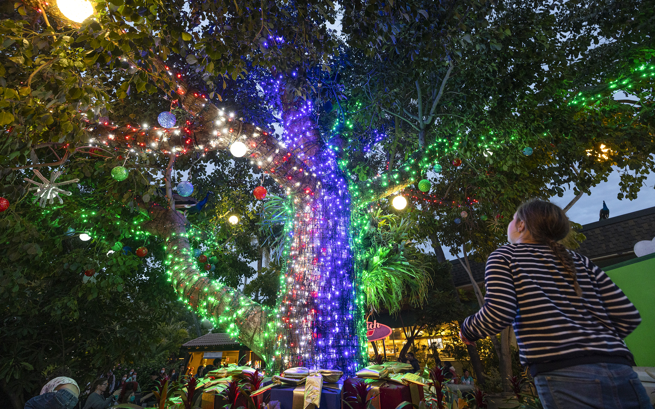 Tree adorned with colorful Christmas lights at San Diego Zoo.