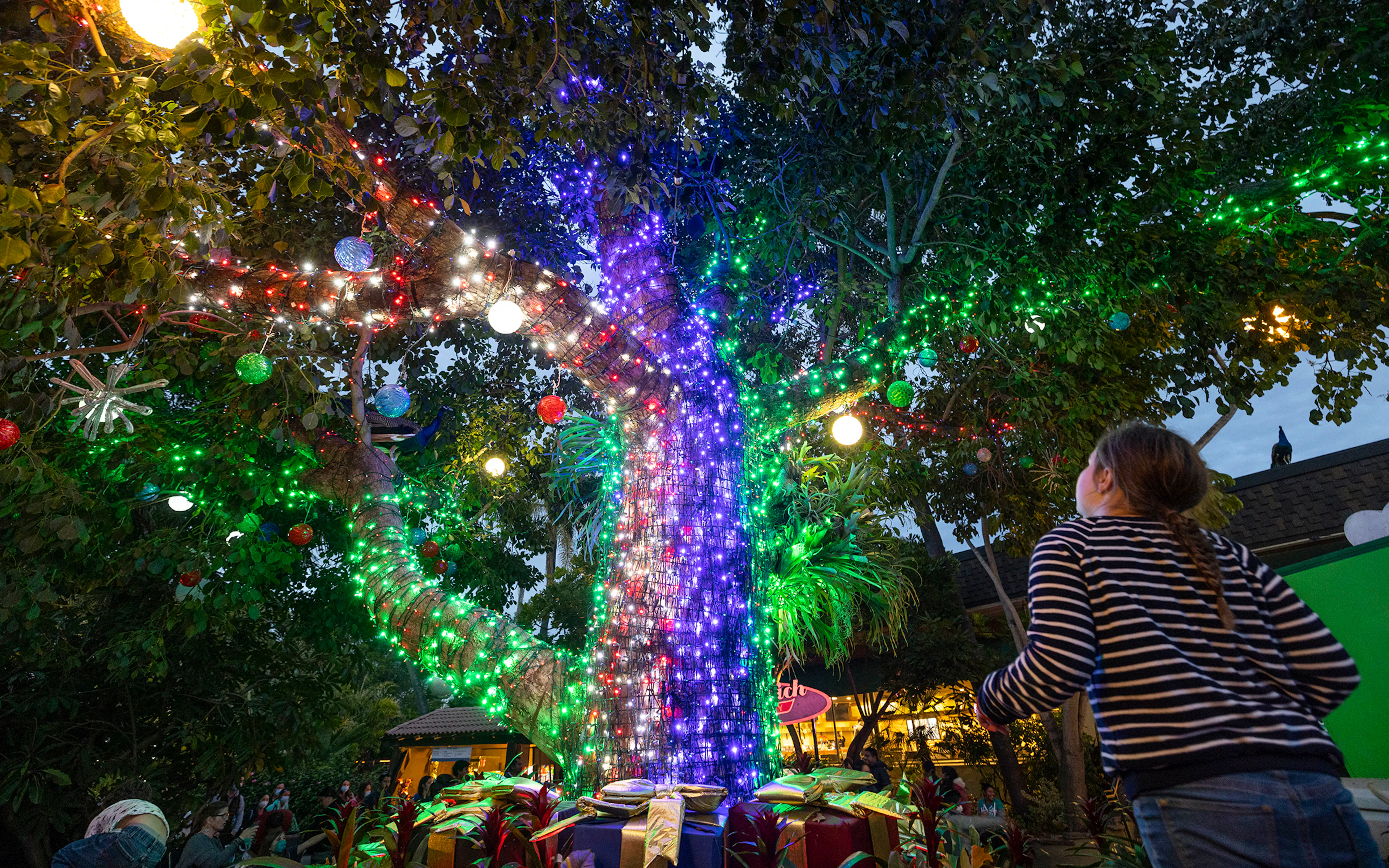 Tree adorned with colorful Christmas lights at San Diego Zoo.