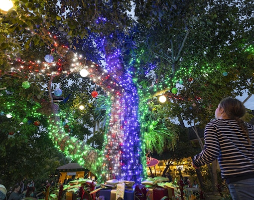 Tree adorned with colorful Christmas lights at San Diego Zoo.