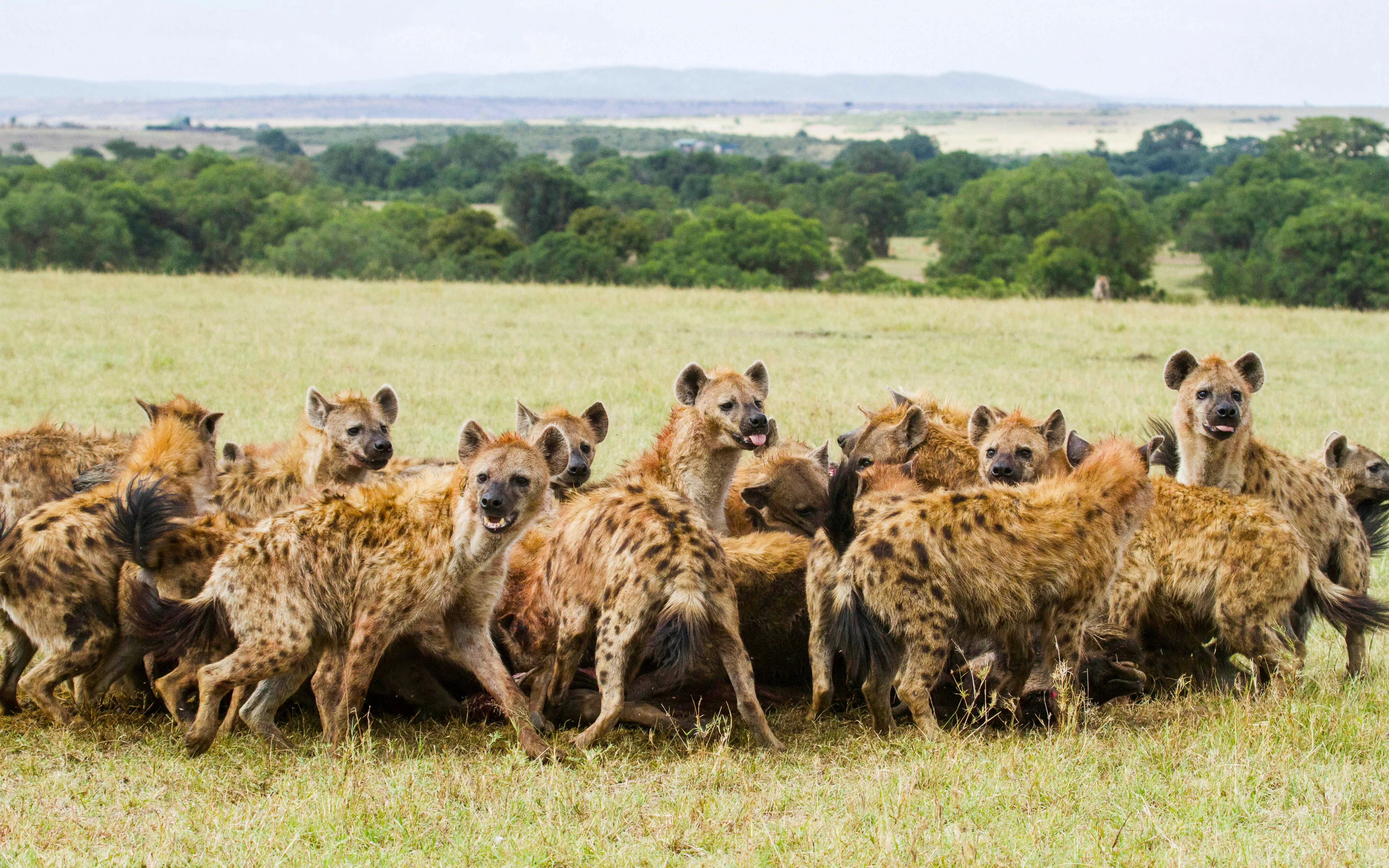 Hyenas feeding on wildebeest in Maasai Mara grassland.