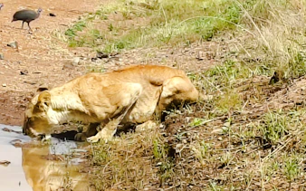 Lioness drinking water in Maasai Mara during a 3-day safari from Nairobi.