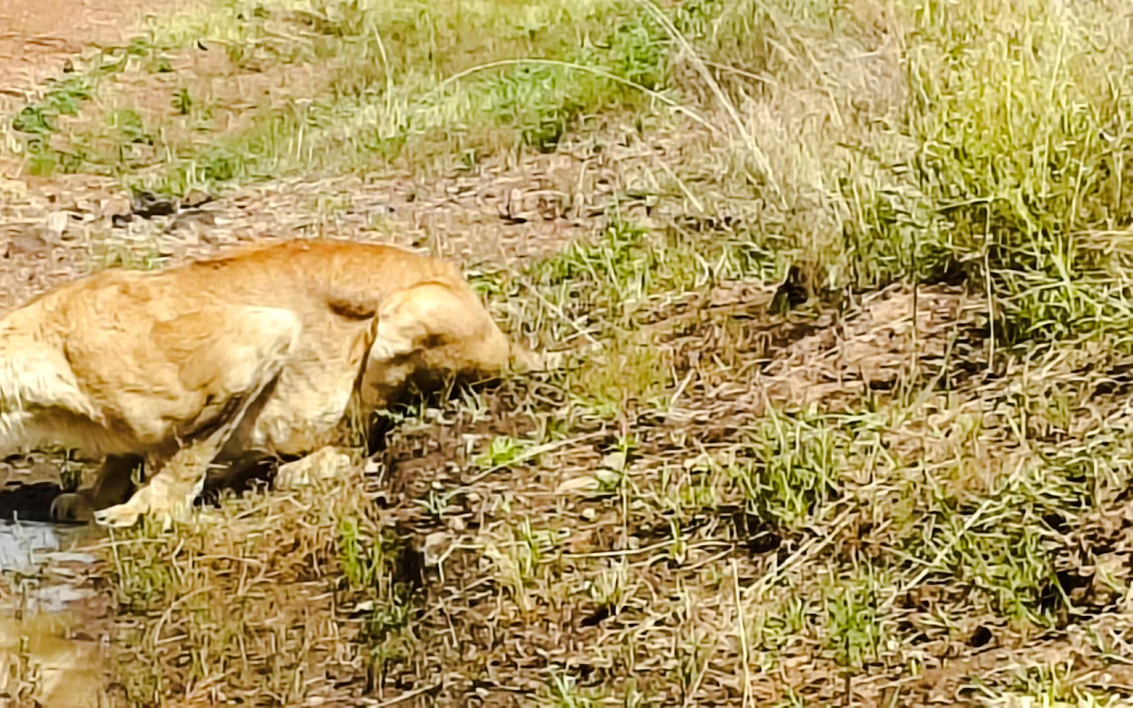 From Nairobi: Maasai Mara 3-Day Small-Group Safari By 4x4 Land Cruiser (Product 56385)