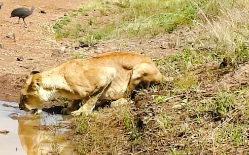 Lioness drinking water in Maasai Mara during a 3-day safari from Nairobi.
