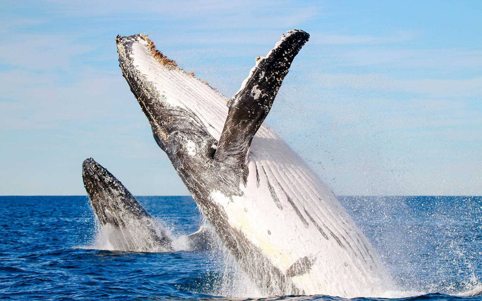 Whale breaching in the ocean near Newcastle, Australia.