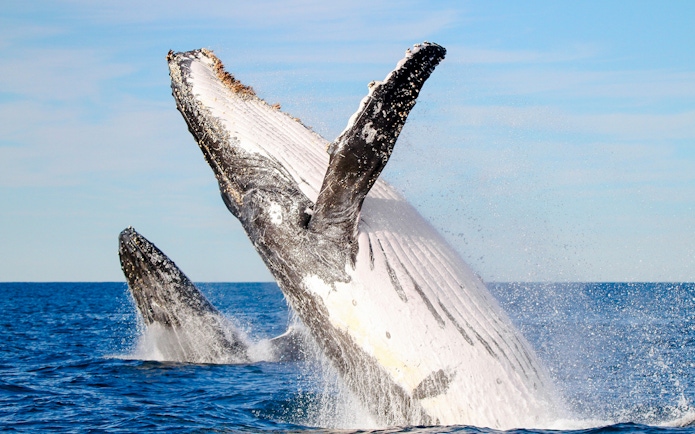 Whale breaching in the ocean near Newcastle, Australia.