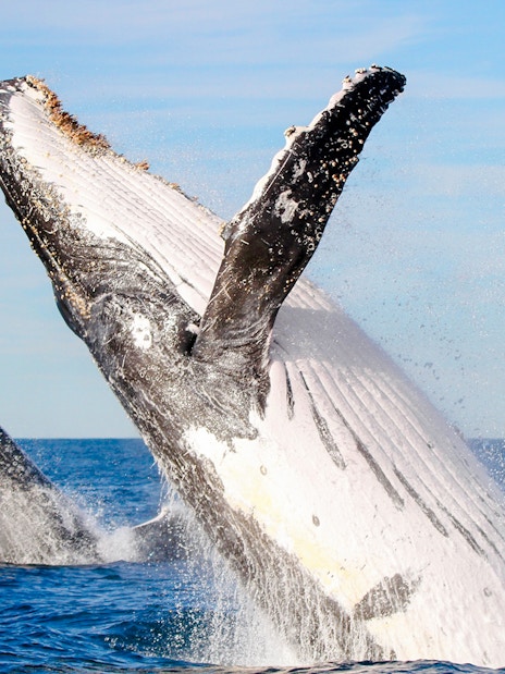 Whale breaching in the ocean near Newcastle, Australia.