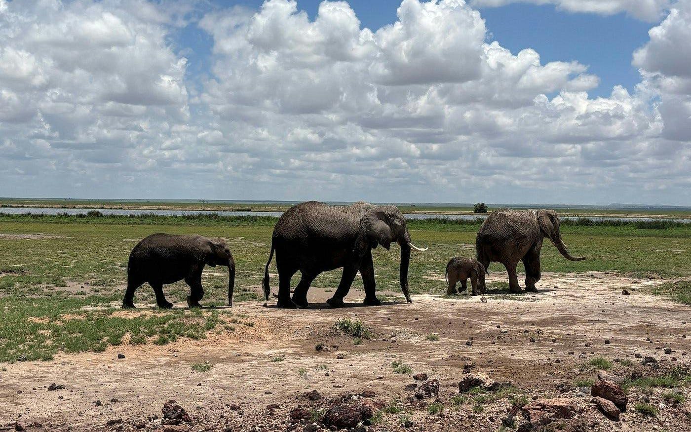 Elephants walking in Amboseli National Park, Kenya, with a scenic backdrop.