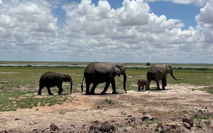 Elephants walking in Amboseli National Park, Kenya, with a scenic backdrop.