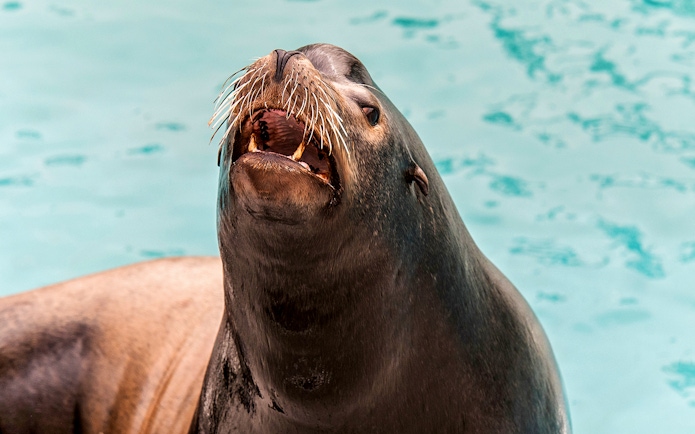 Sea lion with open mouth at New York Aquarium.