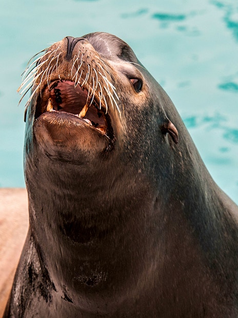 Sea lion with open mouth at New York Aquarium.