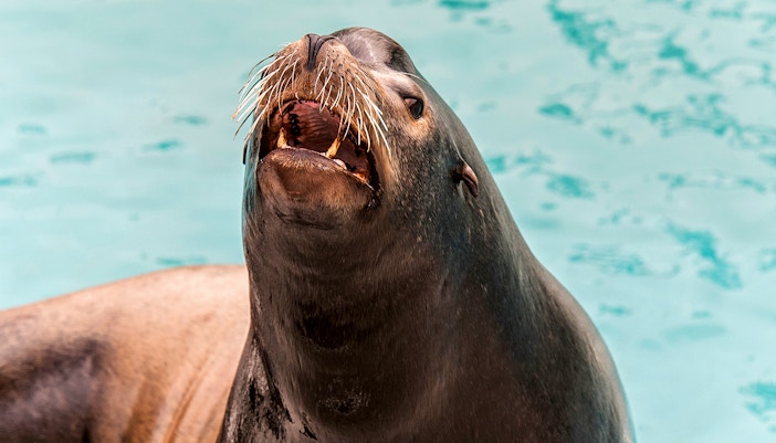 Sea lion with open mouth at New York Aquarium.