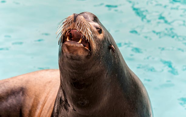 Sea lion with open mouth at New York Aquarium.
