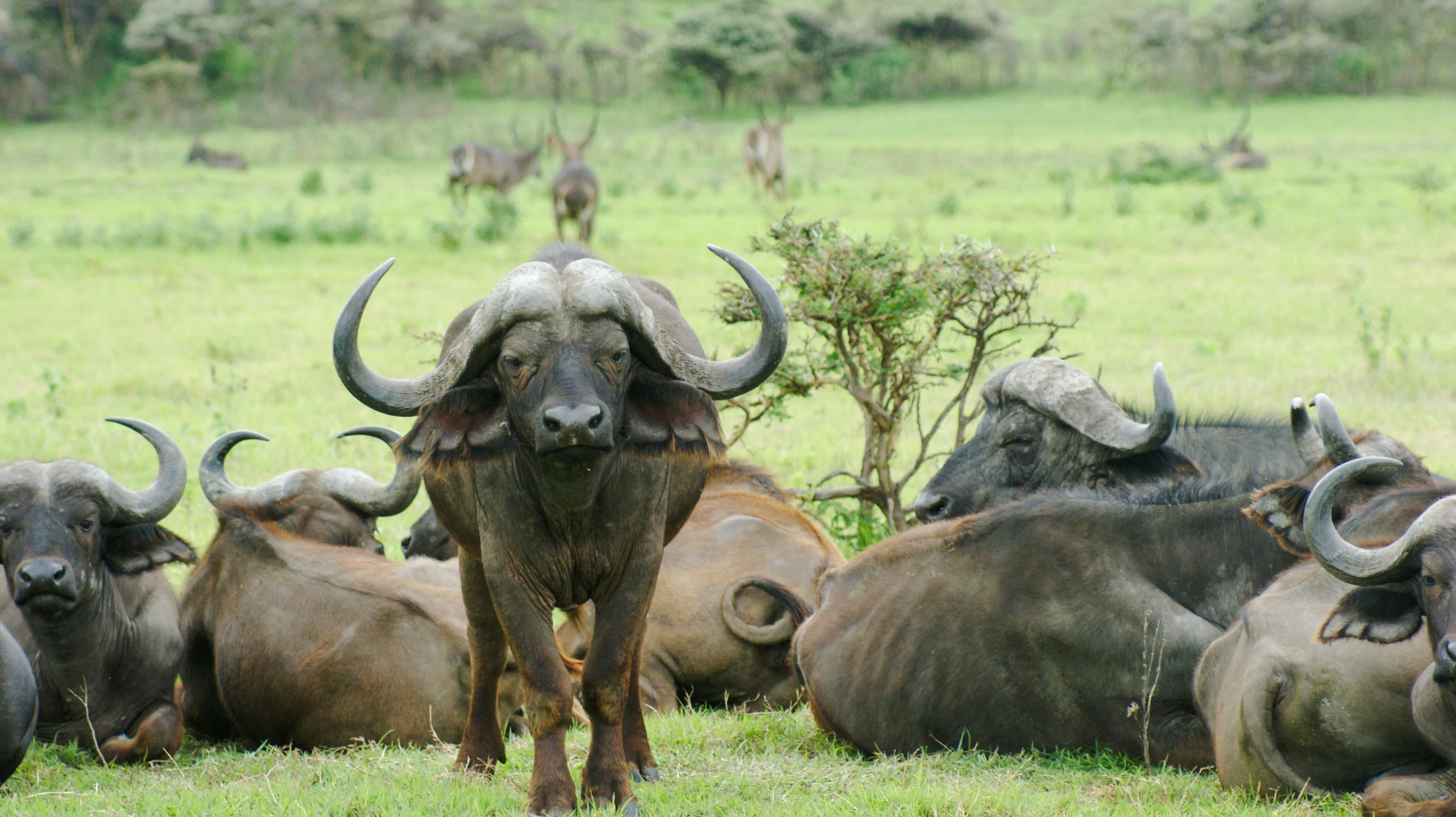 Buffalo herd grazing in Mikumi National Park, Tanzania, part of Zanzibar day safari.