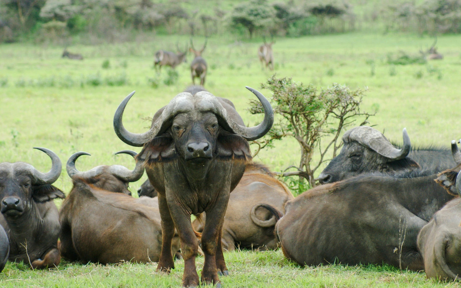 From Zanzibar: Mikumi National Park Day Safari by Flight (Product 55448)