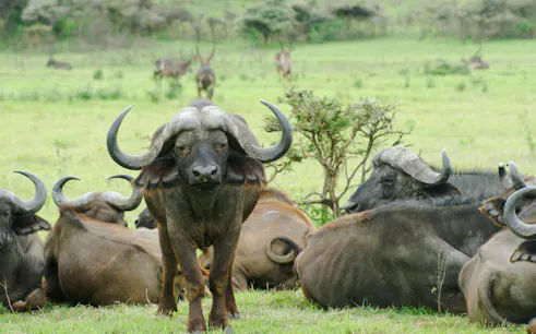 Buffalo herd grazing in Mikumi National Park, Tanzania, part of Zanzibar day safari.