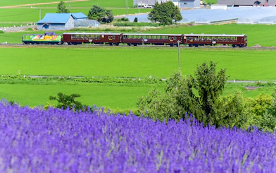 Train traveling through Hokkaido's lavender fields towards Noboribetsu.