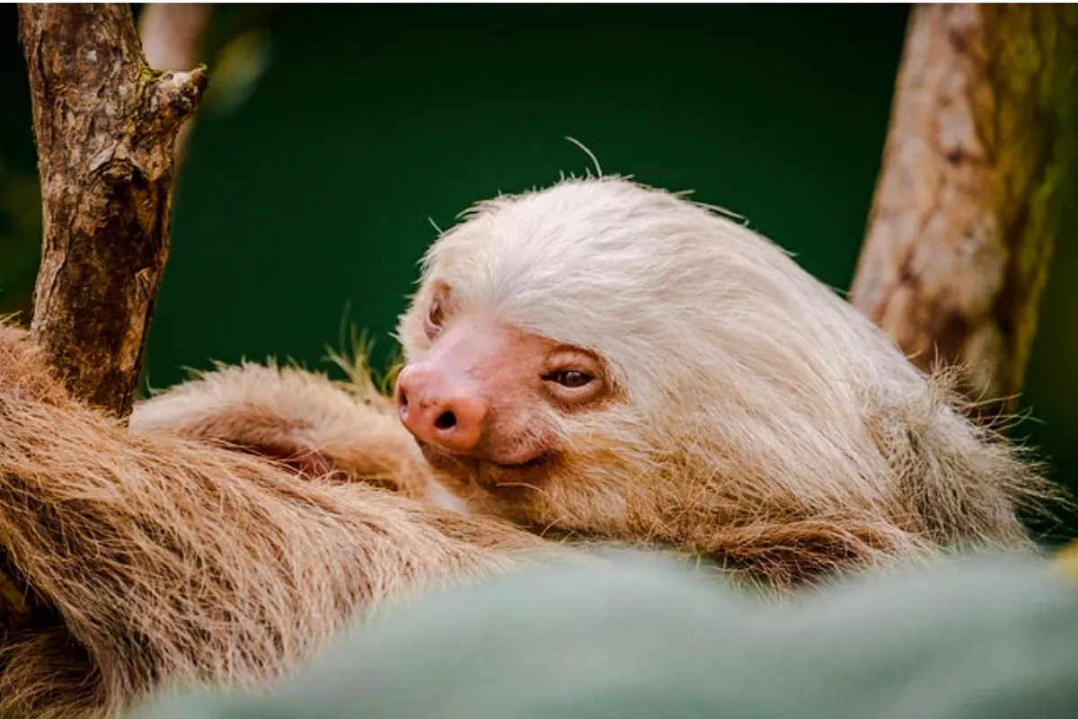 From Monteverde: Palo Verde National Park Boat Safari Tour with Lunch