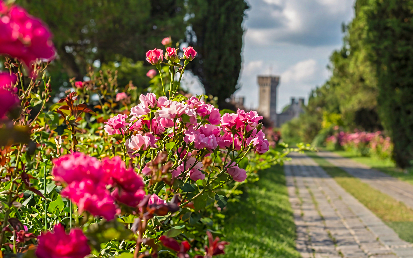 Avenue of Roses at Parco Giardino Sigurtà with pink blooms and a distant tower.