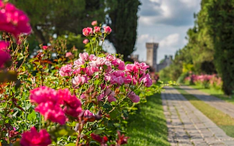 Avenue of Roses at Parco Giardino Sigurtà with pink blooms and a distant tower.
