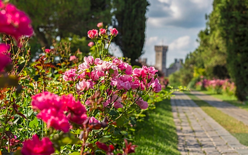 Avenue of Roses at Parco Giardino Sigurtà with pink blooms and a distant tower.