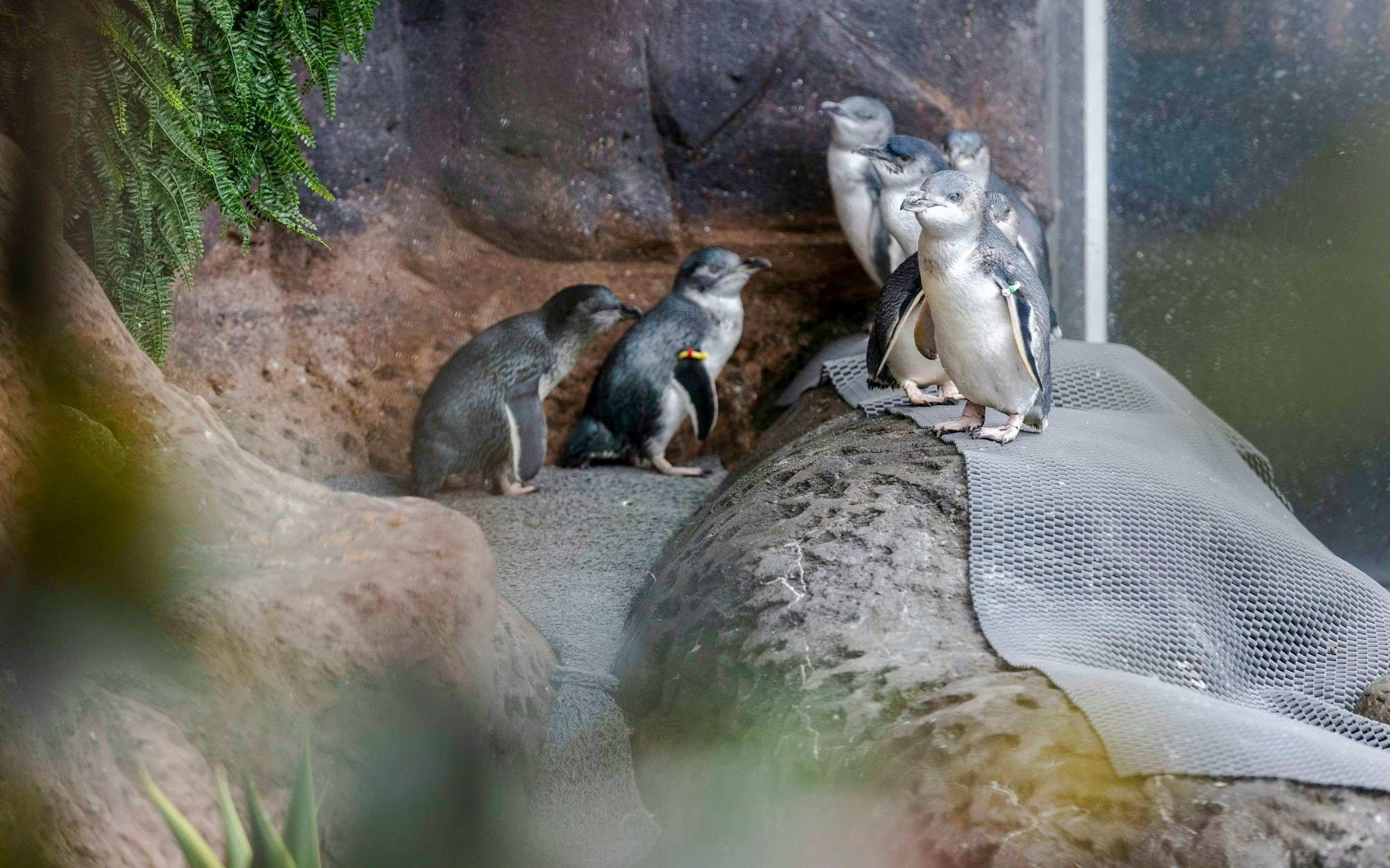 Penguins gathered on rocky terrain at a rescue center.