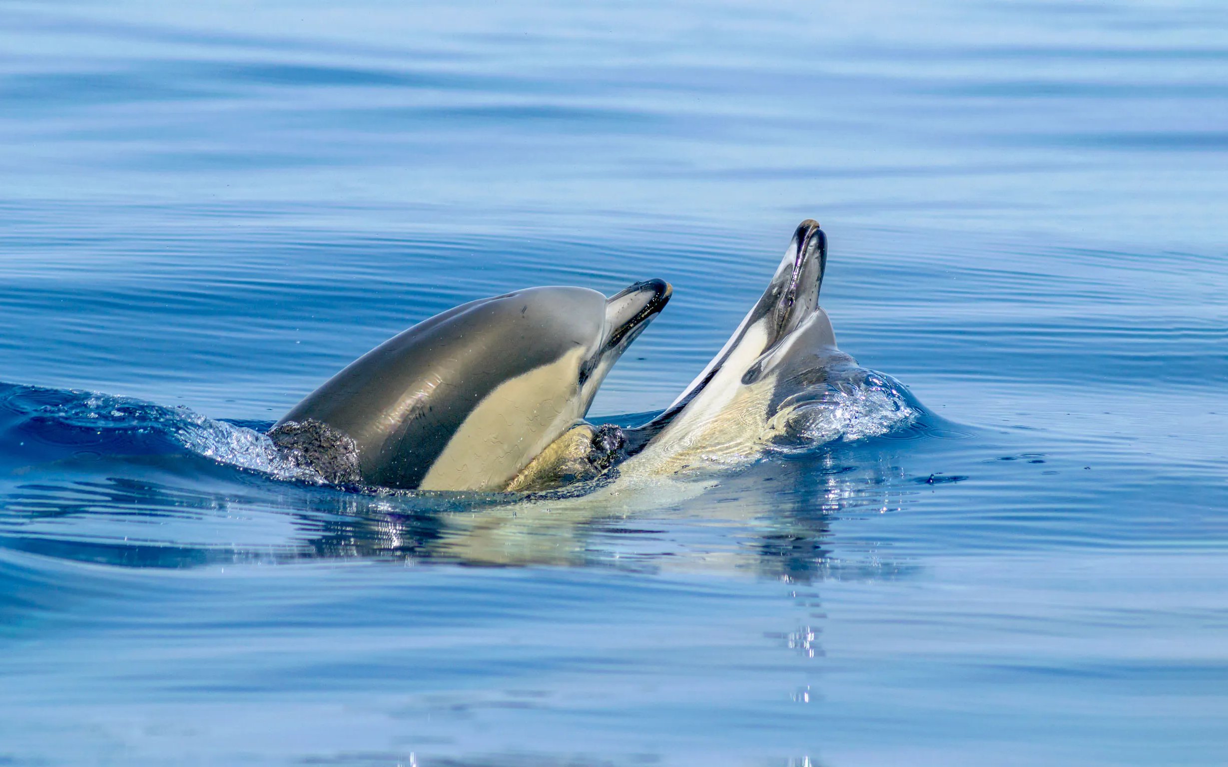 Dolphins swimming during Benagil Cave Catamaran Cruise from Albufeira.