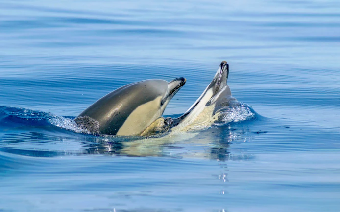 Dolphins swimming during Benagil Cave Catamaran Cruise from Albufeira.
