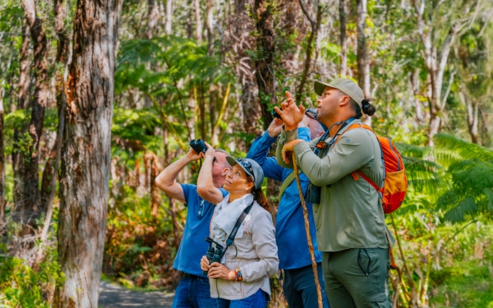 Guests birdwatching in Hakalau Forest during birdwatching adventure.