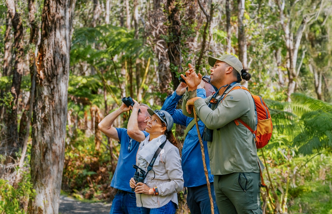 Guests birdwatching in Hakalau Forest during birdwatching adventure.