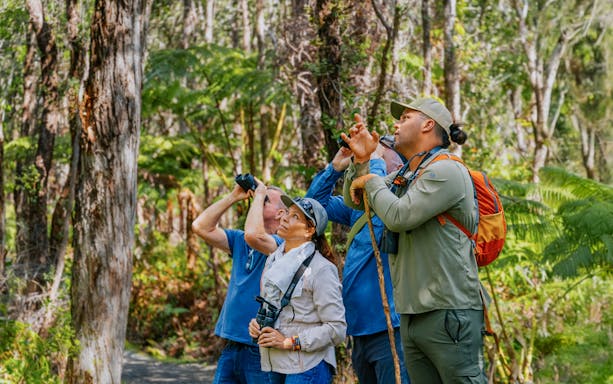 Guests birdwatching in Hakalau Forest during birdwatching adventure.