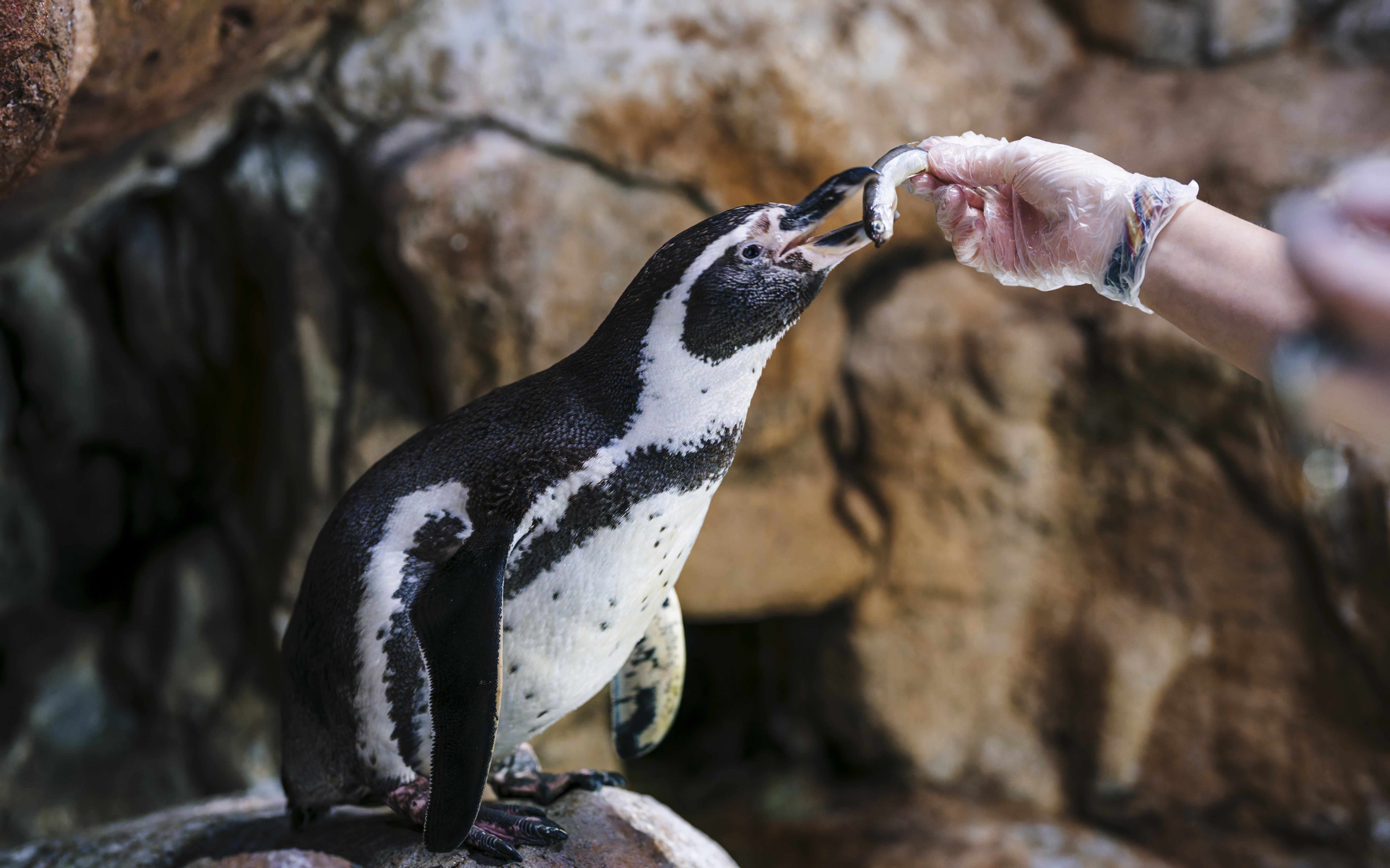 Penguin being fed a fish at Barcelona Aquarium.