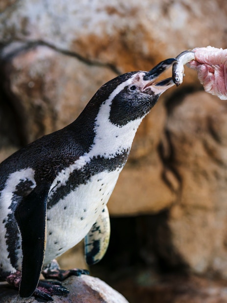 Penguin being fed a fish at Barcelona Aquarium.