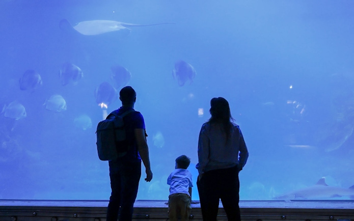 Family watching marine life in large aquarium.