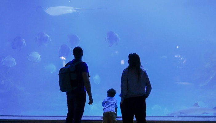 Family watching marine life in large aquarium.