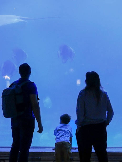 Family watching marine life in large aquarium.