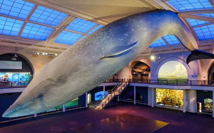 Giant blue whale model in the American Museum of Natural History's Milstein Hall of Ocean Life.